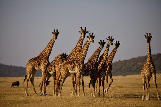 4 days Serengeti-migration